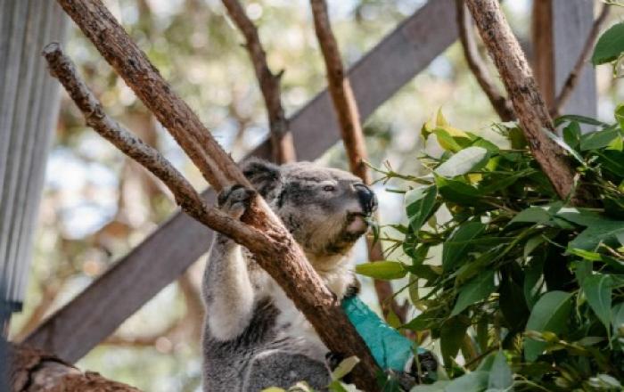 가족과 함께 떠나는 뉴사우스웨일즈주 친환경 여행 소개