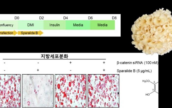 꽃송이버섯서 ‘지방 축적 억제’ 성분 발견... 항비만 효과 규명