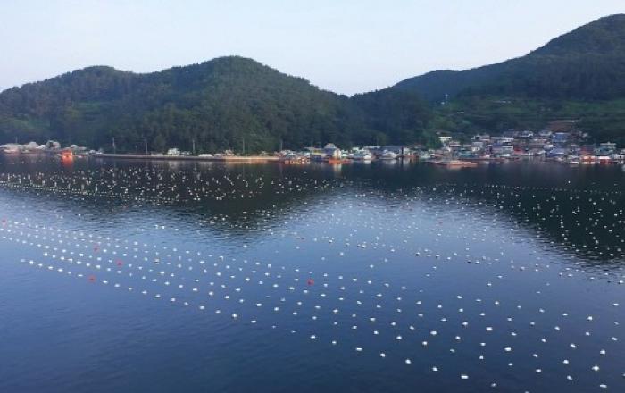 프랑스 요리 명장 180명, 경남 통영 굴 생산 현장 찾는다