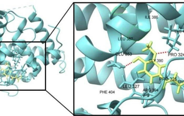 LG생활건강, 천궁 유래 성분으로 ‘발모 촉진’ 효능 입증… 네이처 자매지 게재