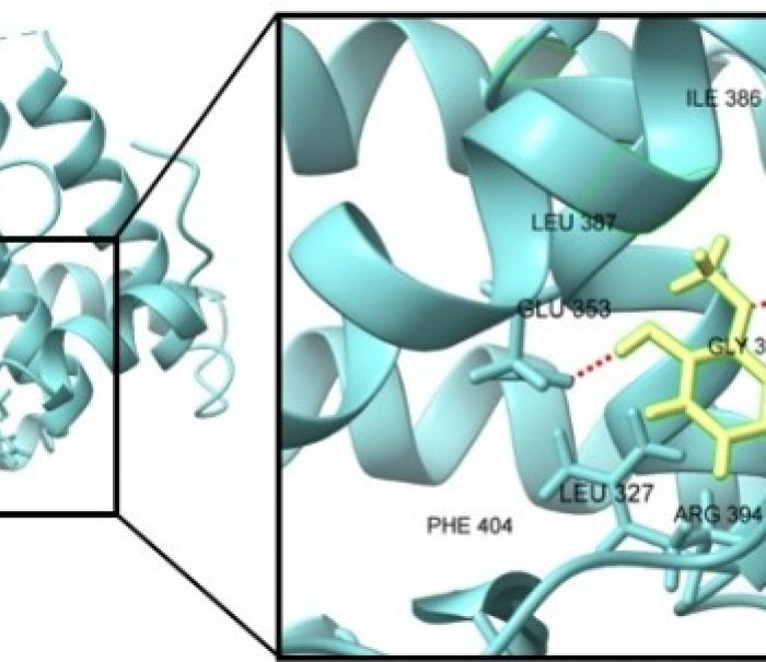 LG생활건강, 천궁 유래 성분으로 ‘발모 촉진’ 효능 입증… 네이처 자매지 게재