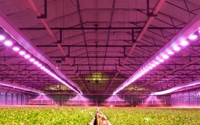 ams OSRAM, 원예용 조명을 위한 OSCONIQ™ P 3737 Gen 3 LED 제공