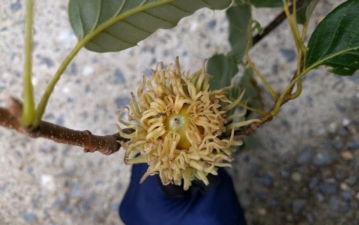칠갑산 굴참나무 자생지, 유전자 다양성 국내 최고