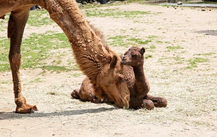 서울대공원, 생후1달 귀여운 아기낙타 유튜브로 만나세요