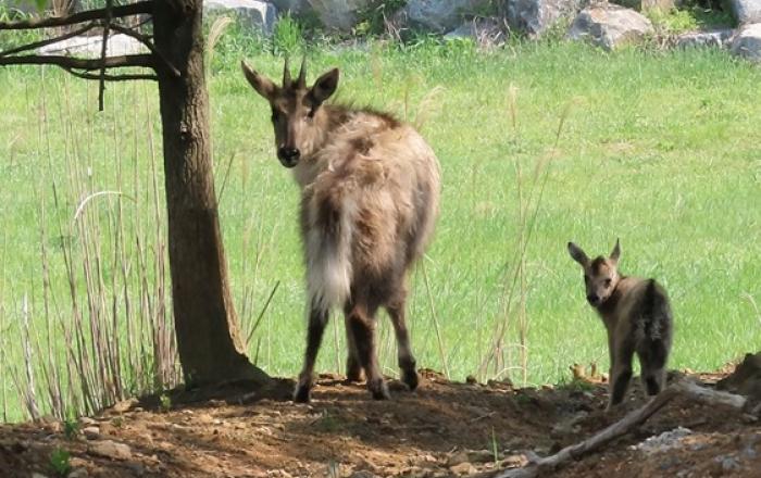 국립생태원, 멸종위기종 산양 3년 연속 번식 성공