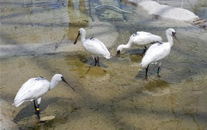 구사일생 멸종위기 저어새 5마리, 원서식지에 방사