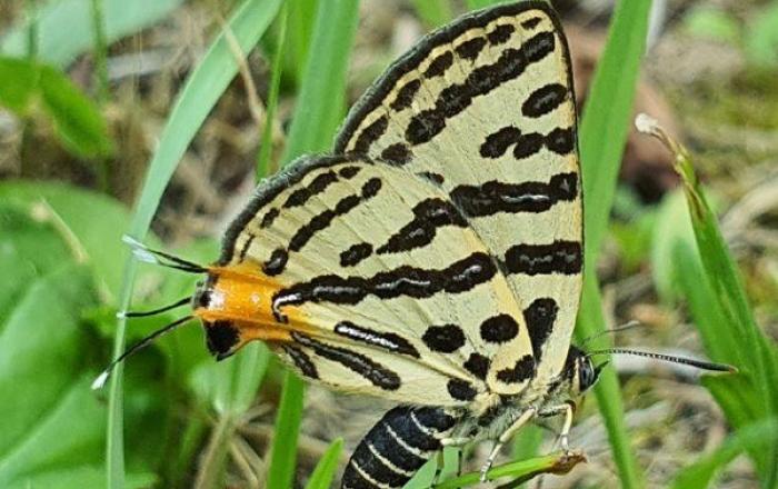 남산공원, 멸종위기 야생생물 Ⅱ급‘쌍꼬리부전나비’서식 확인 