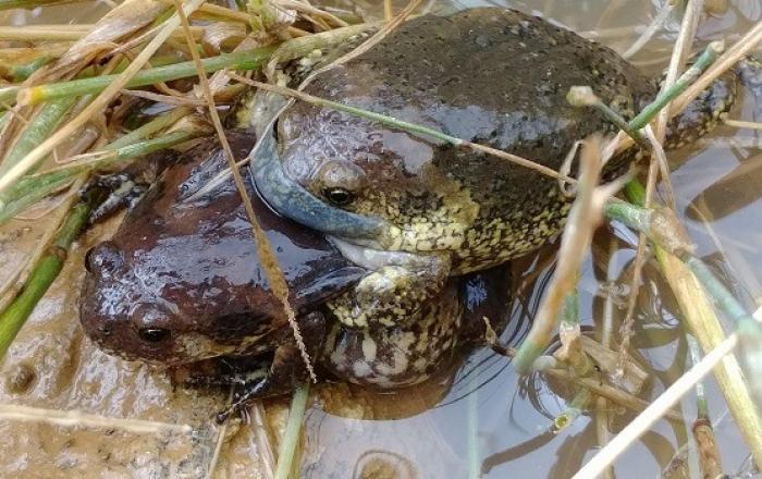 여의샛강생태공원에‘두꺼비’출현 … 생태계 건강 청신호