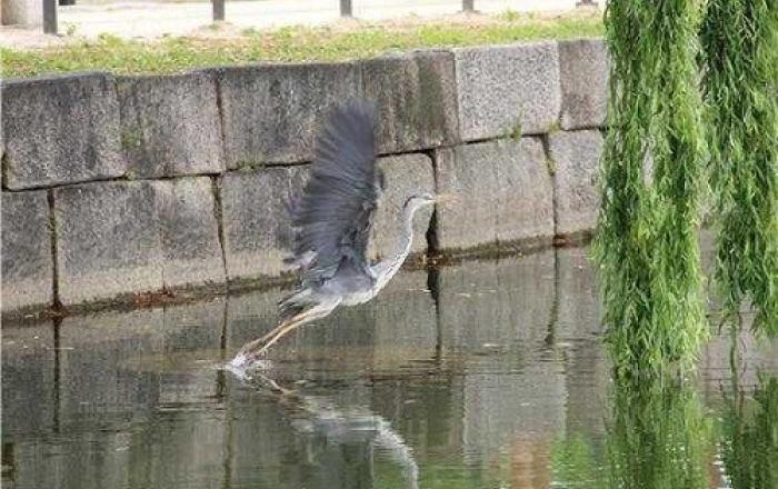 문화재청, 휴관 중인 궁궐·왕릉 속 동물 온라인으로 만나요