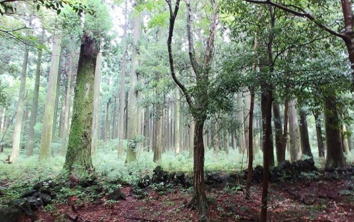 힐링은 제주 한남 숲에서! 대국민 산림서비스 증진을 위해 숲해설 확대