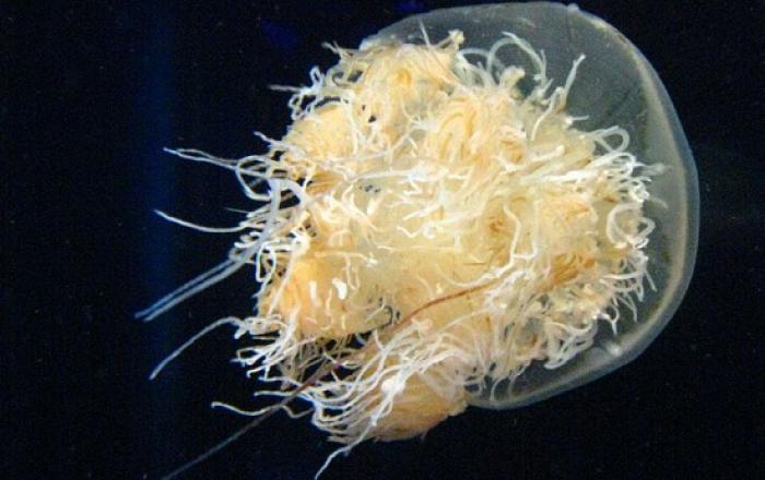 노무라입깃해파리 주의 특보 강원도까지 확대 발령