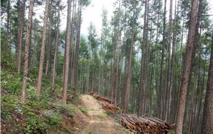 2021년 선도 산림경영단지 공모 3개 단지 선정