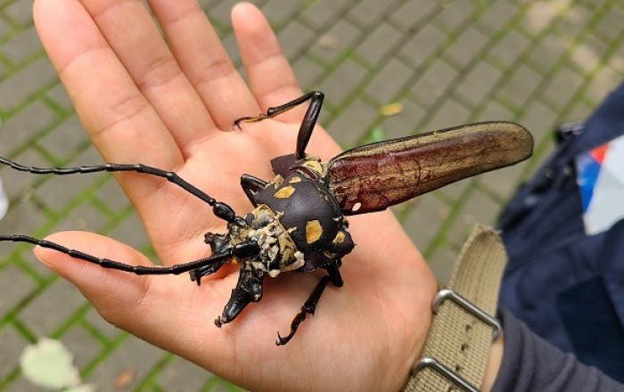 천연기념물·멸종위기야생생물 I급 장수하늘소!, 광릉숲에서 7년 연속 성충 확인