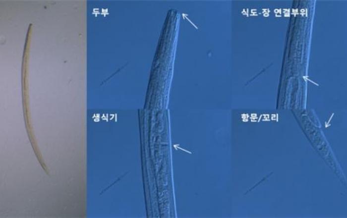 선형동물 미기록종 9종 발견, 생물지표종으로 활용 기대