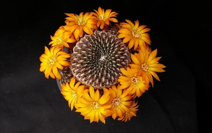 농기원, 레브티아 선인장 신품종 ‘솔레리아’ 개발. 농가보급 추진