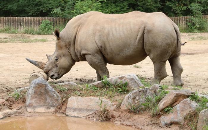 서울대공원,‘세계 코뿔소의 날’맞아 멸종위기종 코뿔소 영상 공개