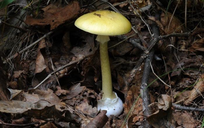 추석 명절 산에서 야생버섯 함부로 먹으면 생명이 위험