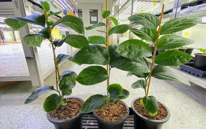 우량묘 보급으로 명품 곶감 생산효율 높인다.