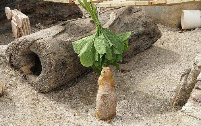 ‘세계 동물의 날’기념 다양한 행동풍부화 영상 공개