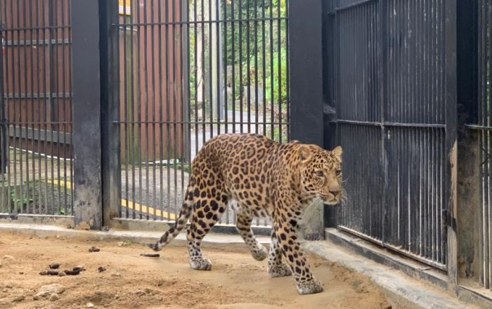 서울대공원 북중국표범 2수, EAZA교류통해 독일로 간다
