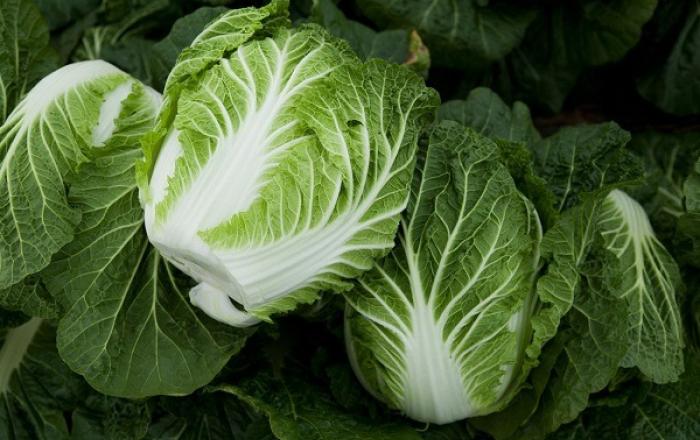 폭등했던 배추·무 본격 김장철 맞아 안정세 뚜렷…공급 확대·특별할인 행사