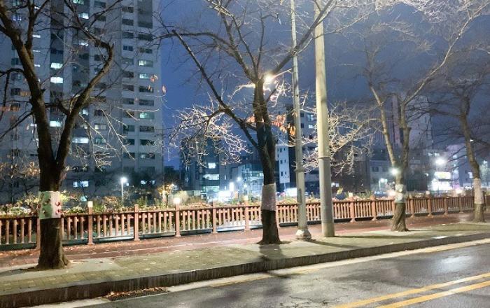 겨울철 나무에 감싸는 잠복소, 해충 제거에 실효성 없어