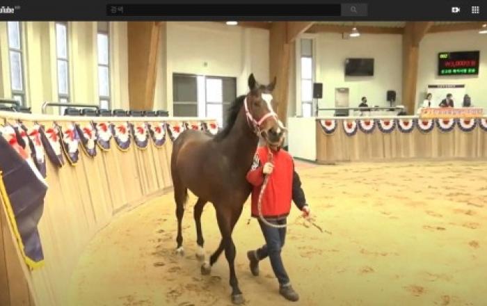 경주마 시장 불황 타개 위한 '국산마 수요 확대 정책' 실시