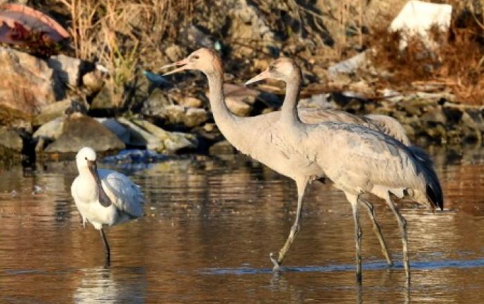 멸종위기 조류 검은목두루미, 1004섬 신안 찾아