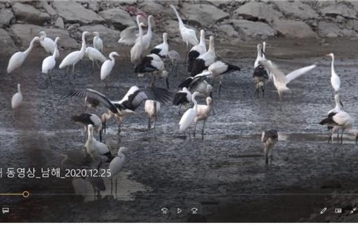 러시아에서 구조된 황새, 한반도 최남단 확인