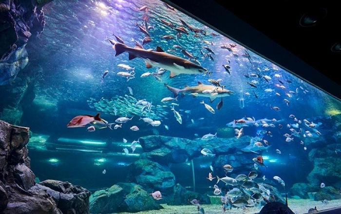 '아쿠아플라넷 광교'  국내 최대 규모 아쿠아리움 오픈