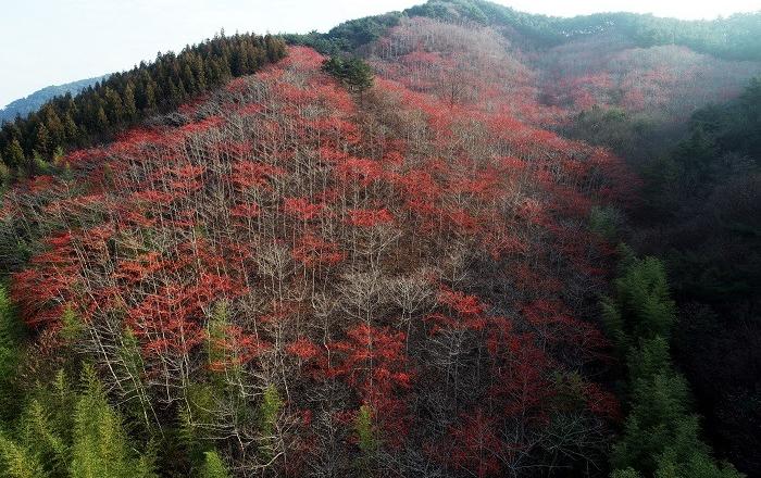 추운 겨울, 겨울 산을 붉게 물들이는 이 나무...조경수로 적합