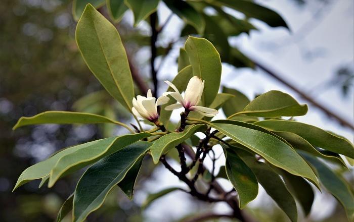 포근한 날씨에 멸종위기의 상록성 목련 ‘초령목’, 올해 첫 개화 관측